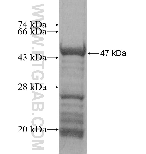 KCND2 fusion protein Ag15879 SDS-PAGE