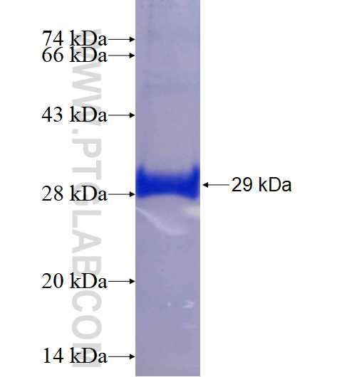 KCND2 fusion protein Ag16572 SDS-PAGE KCND2 fusion protein Ag16572 SDS-PAGE