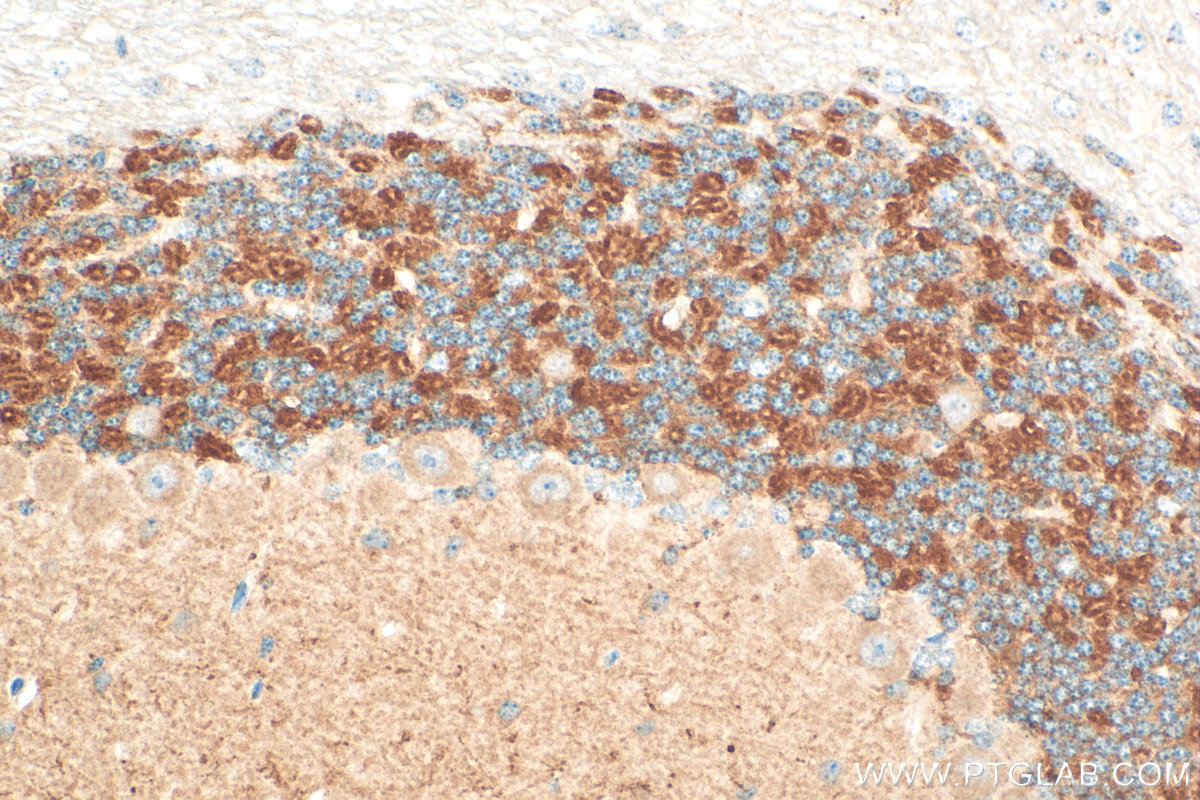 IHC staining of mouse cerebellum using 25468-1-AP