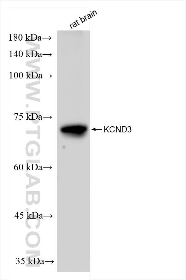 WB analysis of rat brain using 83640-5-RR (same clone as 83640-5-PBS)