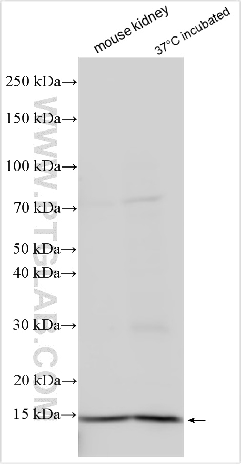 WB analysis using 15150-1-AP