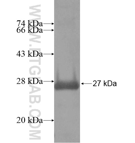 KCNF1 fusion protein Ag14857 SDS-PAGE