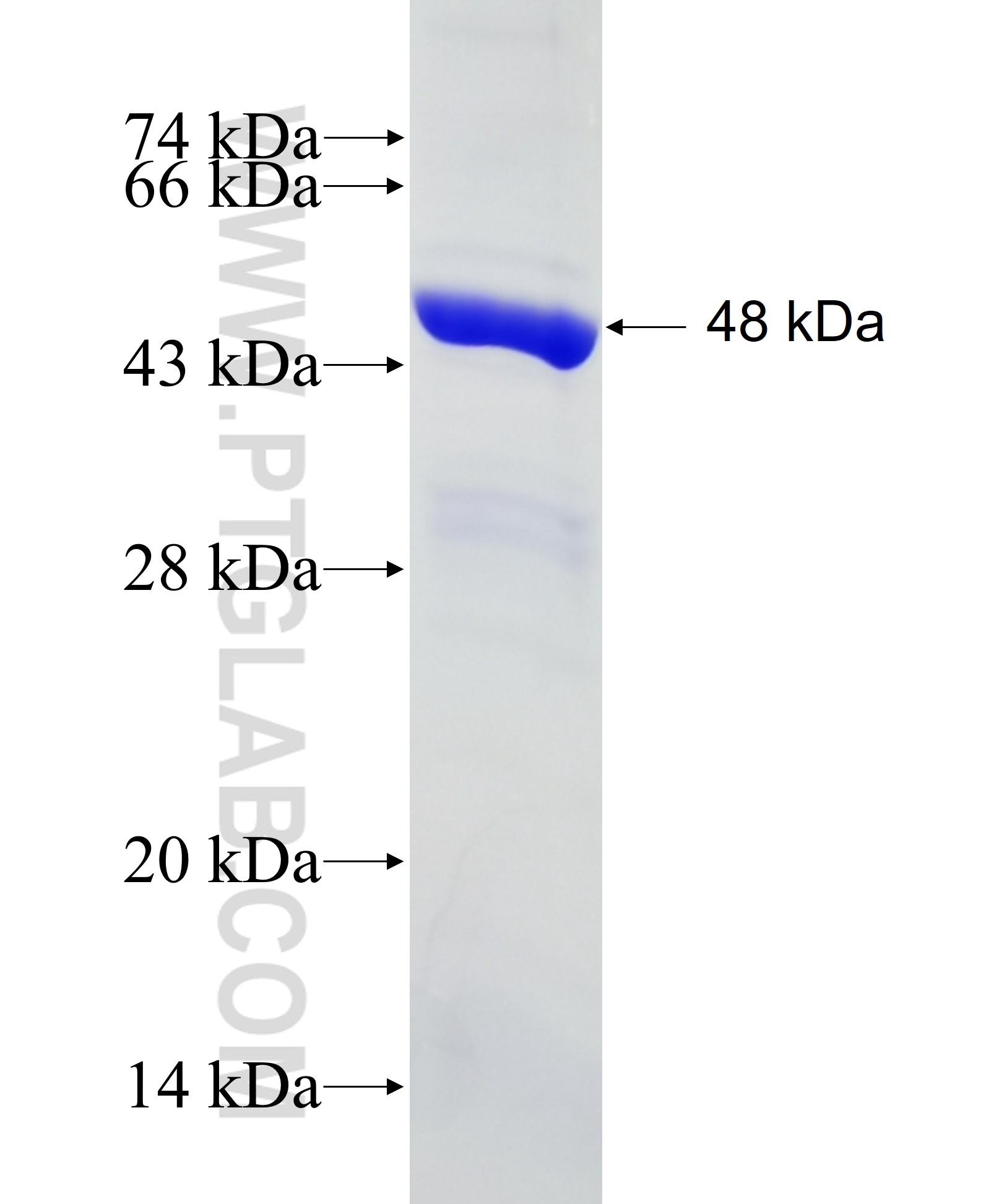 KCNF1 fusion protein Ag3868 SDS-PAGE