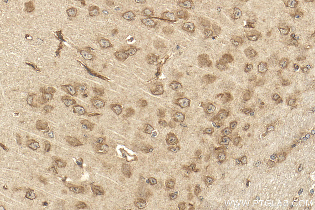 IHC staining of mouse brain using 26426-1-AP
