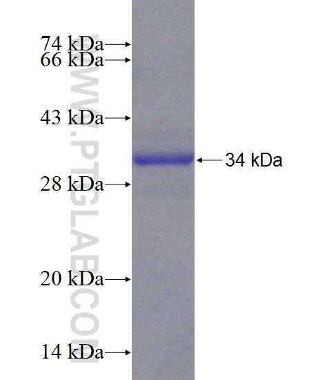 KCNIP4 fusion protein Ag4863 SDS-PAGE