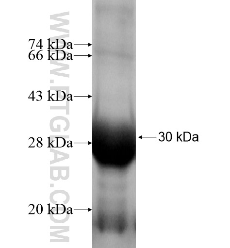 KCNJ1 fusion protein Ag15100 SDS-PAGE