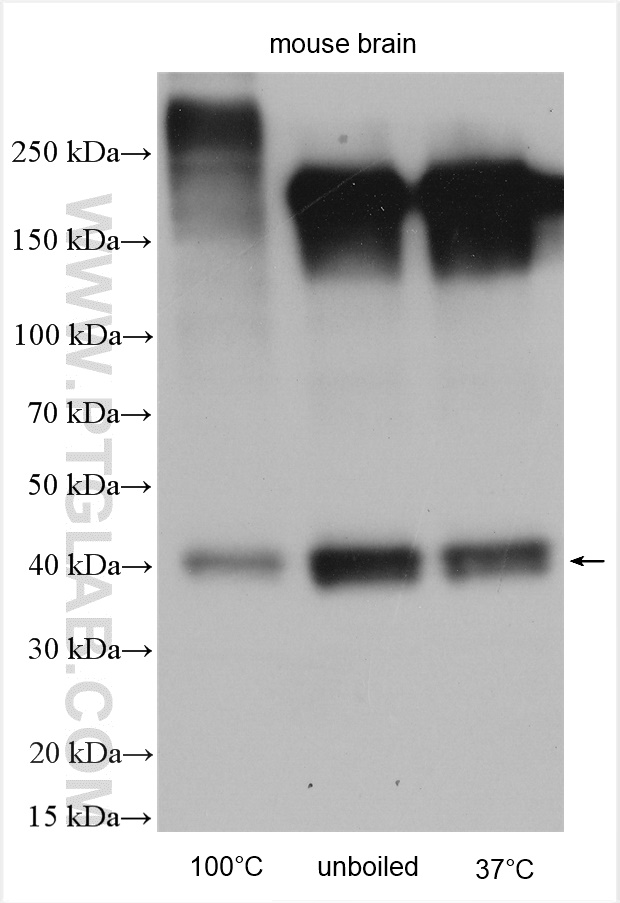 WB analysis using 12503-1-AP