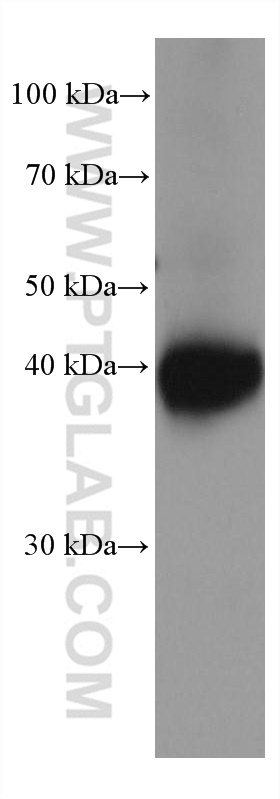 WB analysis of mouse cerebellum using 66931-1-Ig (same clone as 66931-1-PBS)