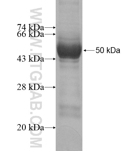 Kir6.2 fusion protein Ag10262 SDS-PAGE