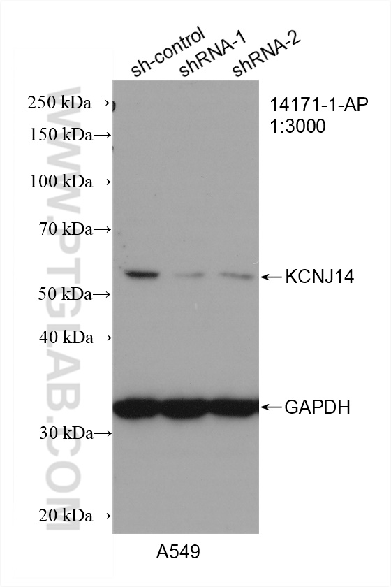 WB analysis of A549 using 14171-1-AP