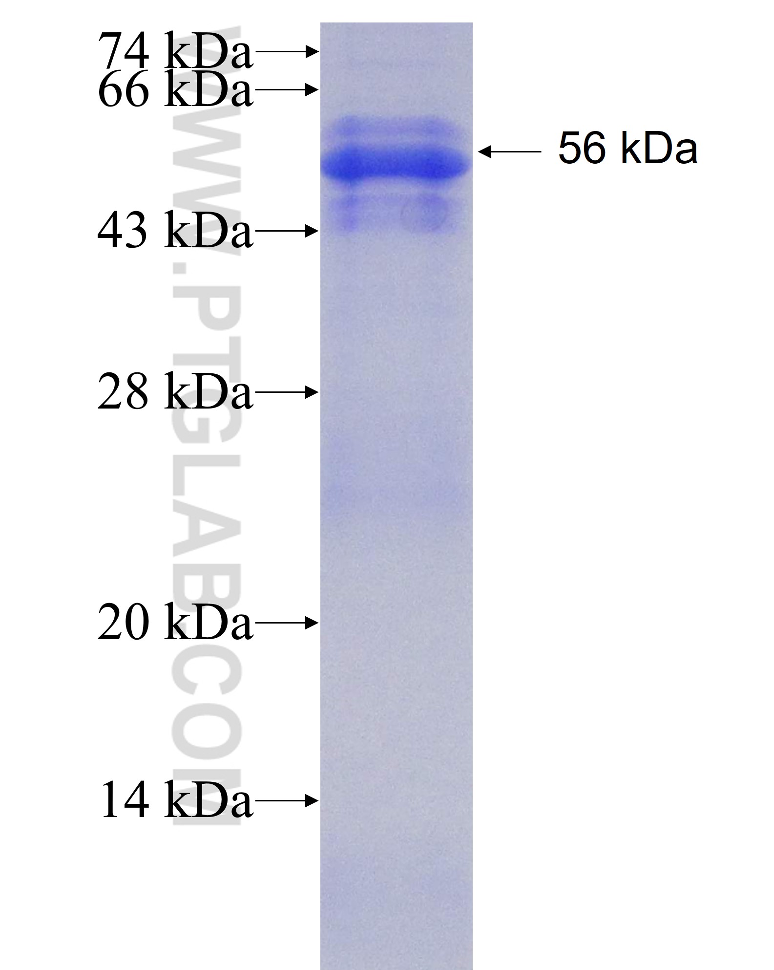 KCNJ14 fusion protein Ag5370 SDS-PAGE