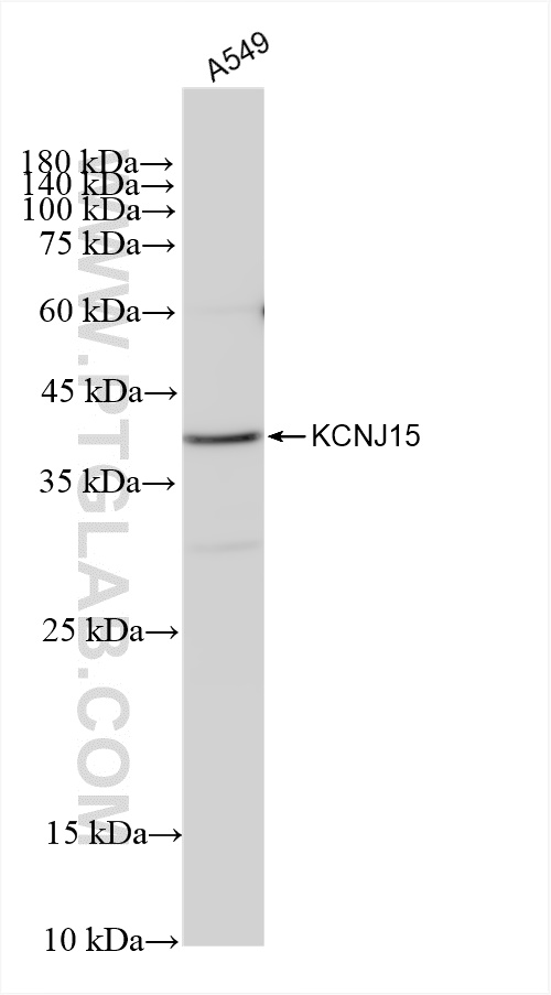 WB analysis of A549 using 83257-5-RR