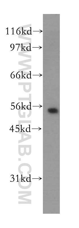 Kir5.1 Polyclonal antibody
