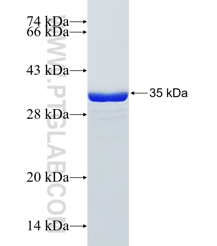 KCNJ18 fusion protein Ag34177 SDS-PAGE