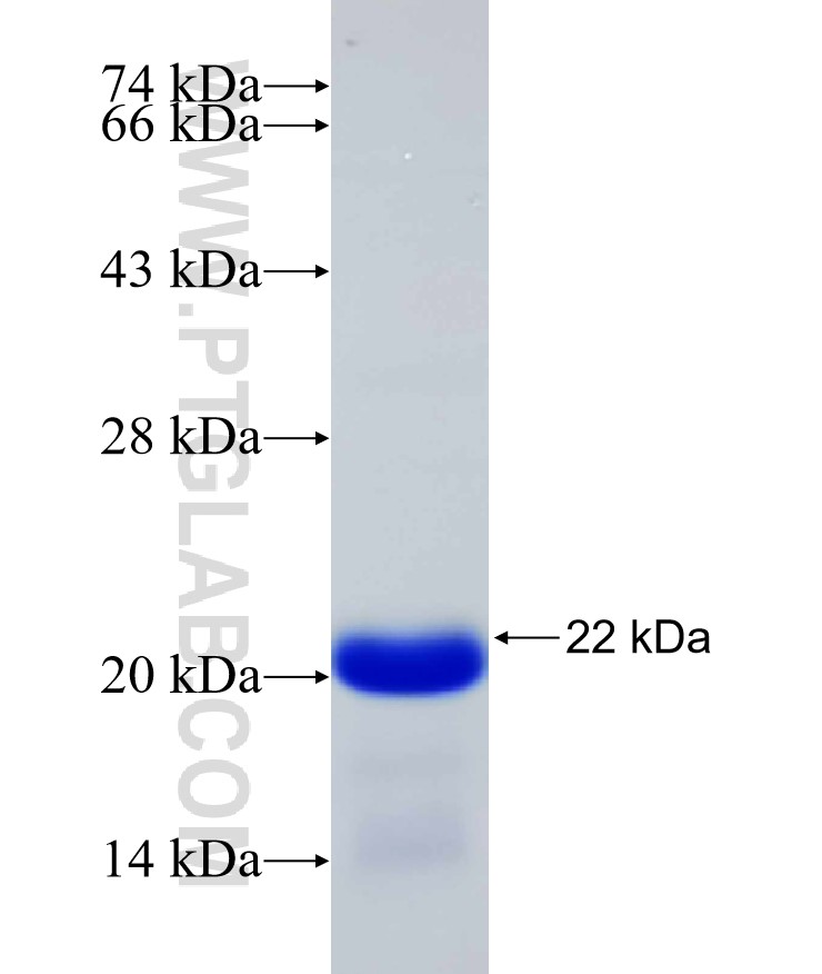 KCNJ2 fusion protein Ag30715 SDS-PAGE