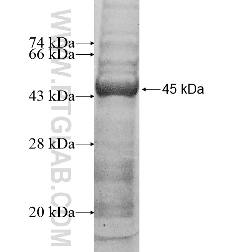 KCNJ3 fusion protein Ag10844 SDS-PAGE
