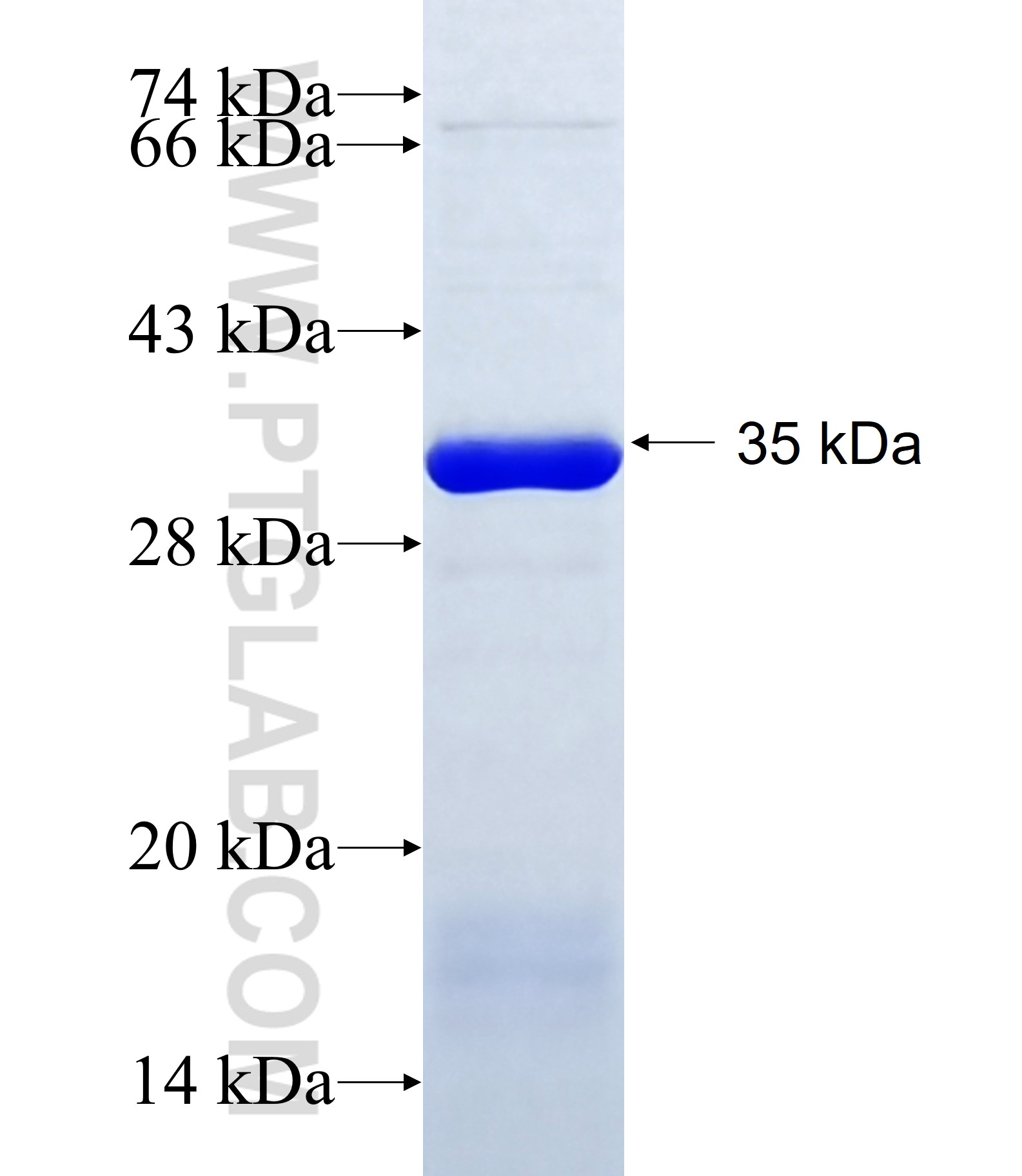 KCNJ5 fusion protein Ag34838 SDS-PAGE