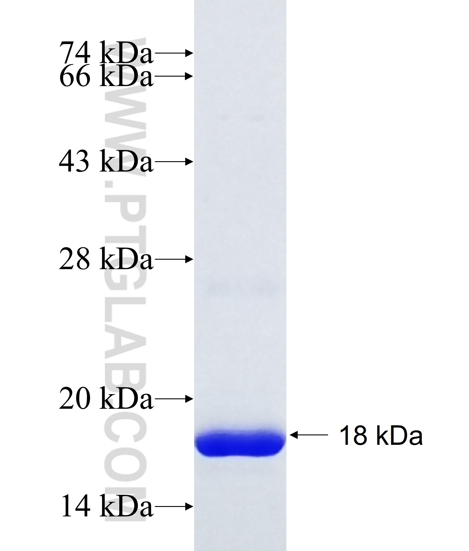 KCNJ6 fusion protein Ag18072 SDS-PAGE