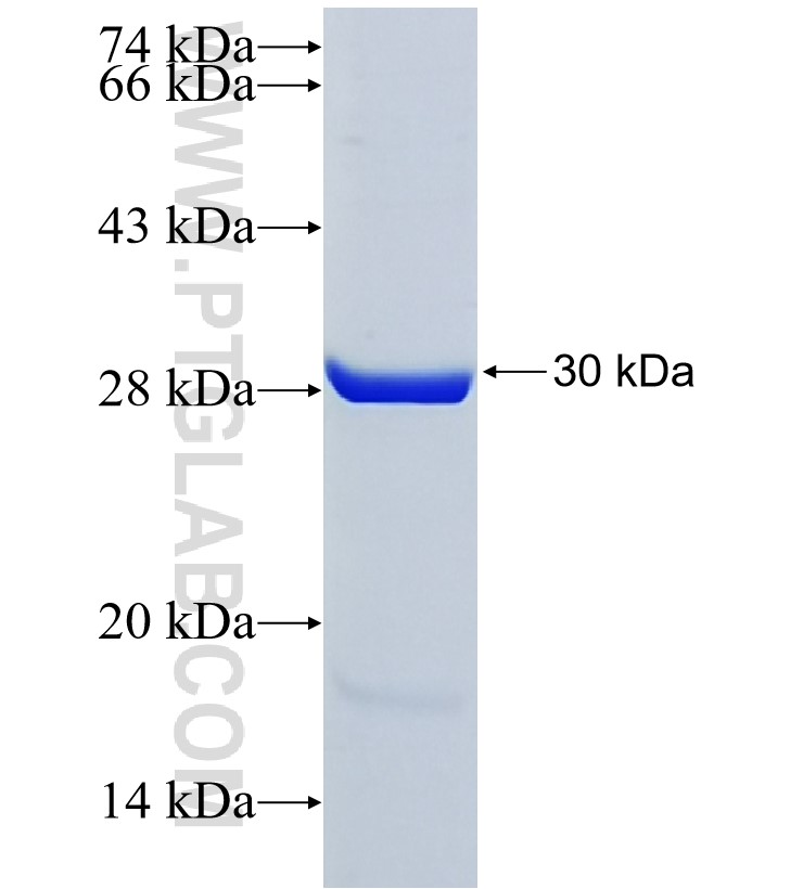 KCNK2 fusion protein Ag25209 SDS-PAGE