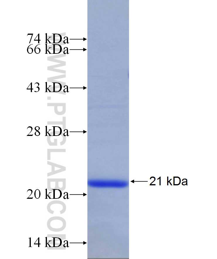 KCNK3 fusion protein Ag29689 SDS-PAGE