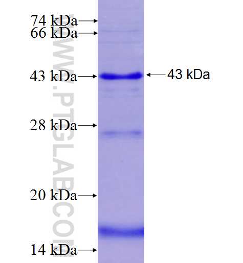 KCNK5 fusion protein Ag5355 SDS-PAGE