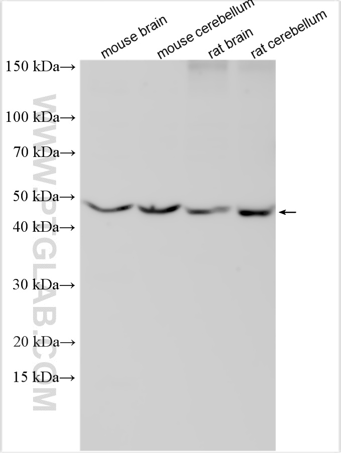 WB analysis using 18033-1-AP