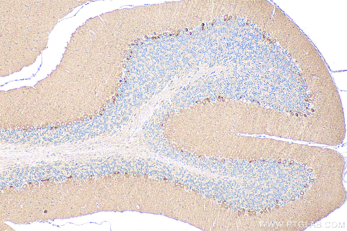 Immunohistochemical analysis of paraffin-embedded mouse cerebellum tissue slide using 22158-1-AP (KCNMA1 antibody) at dilution of 1:200 (under 10x lens). Heat mediated antigen retrieval with Tris-EDTA buffer (pH 9.0). IHC staining of mouse cerebellum using 22158-1-AP