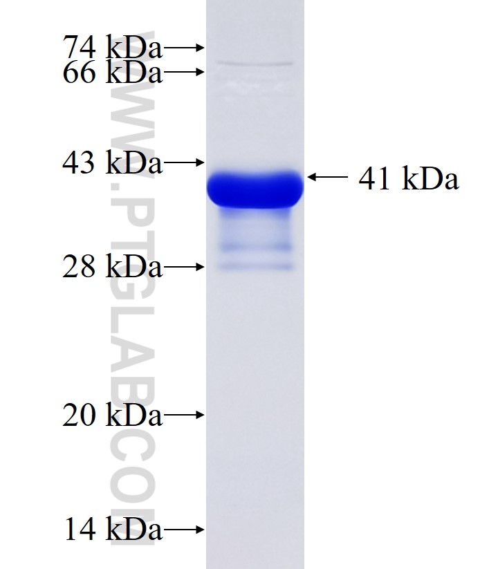 KCNMB3 fusion protein Ag34903 SDS-PAGE