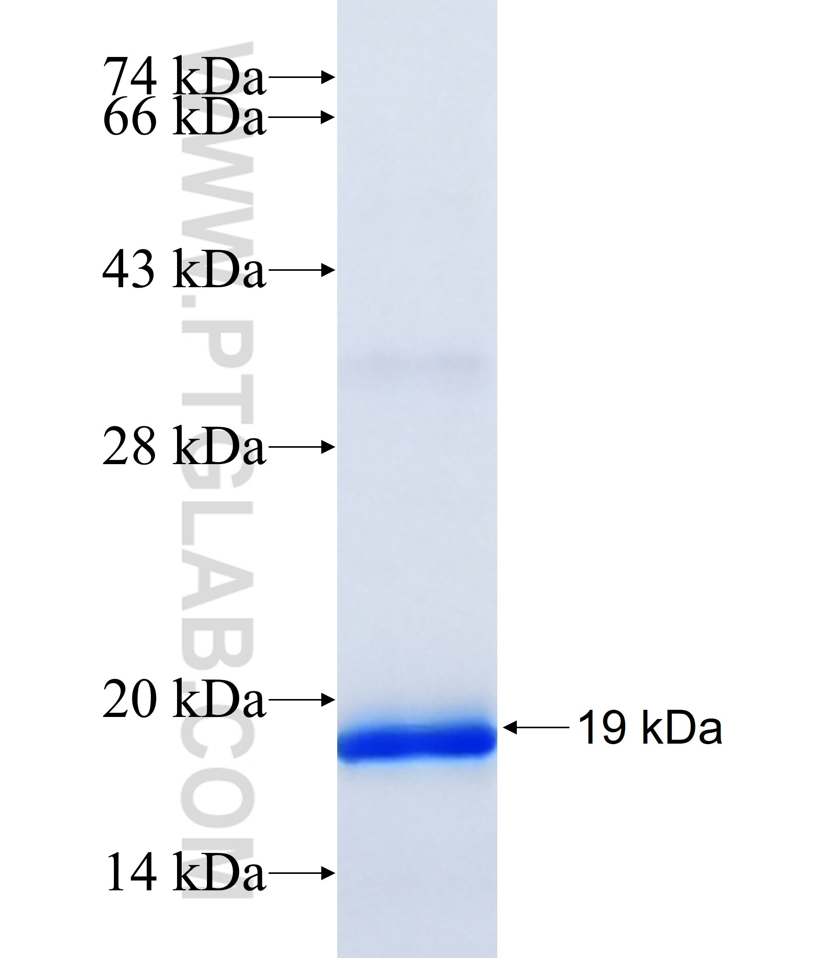 KCNMB4 fusion protein Ag40032 SDS-PAGE KCNMB4 fusion protein Ag40032 SDS-PAGE