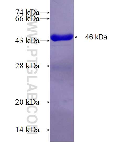 KCNN1 fusion protein Ag12357 SDS-PAGE