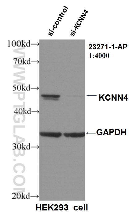 WB analysis of HEK-293 using 23271-1-AP