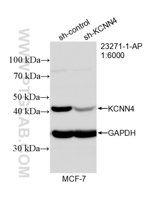 WB analysis of MCF-7 using 23271-1-AP WB analysis of MCF-7 using 23271-1-AP