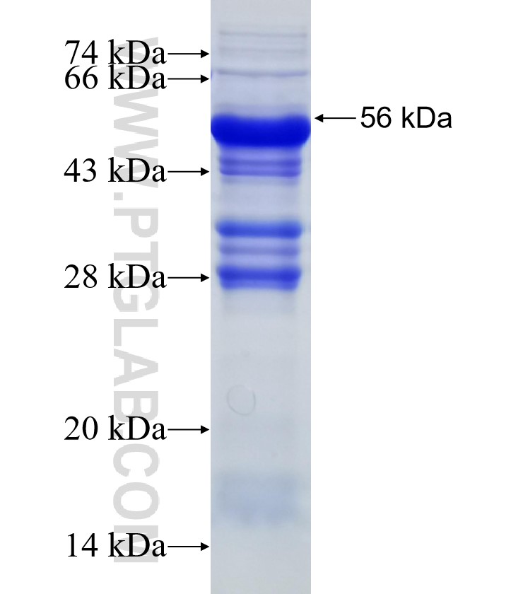 KCNN4 fusion protein Ag19774 SDS-PAGE