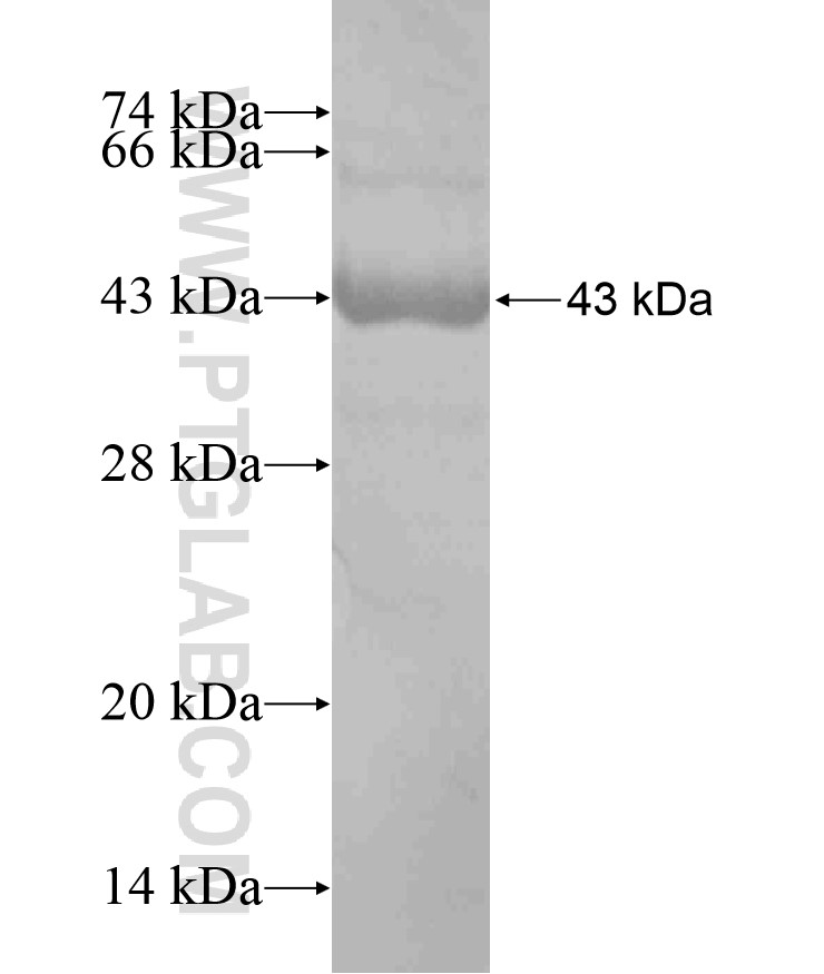 KCNQ1 fusion protein Ag18251 SDS-PAGE