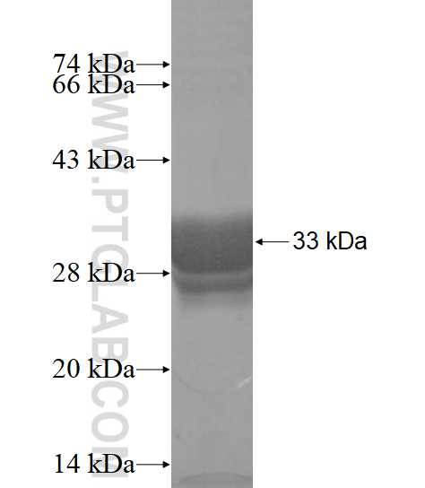 KCNQ1DN fusion protein Ag15703 SDS-PAGE