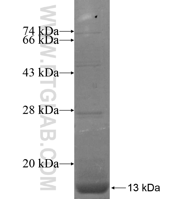 KCNQ1DN fusion protein Ag16677 SDS-PAGE