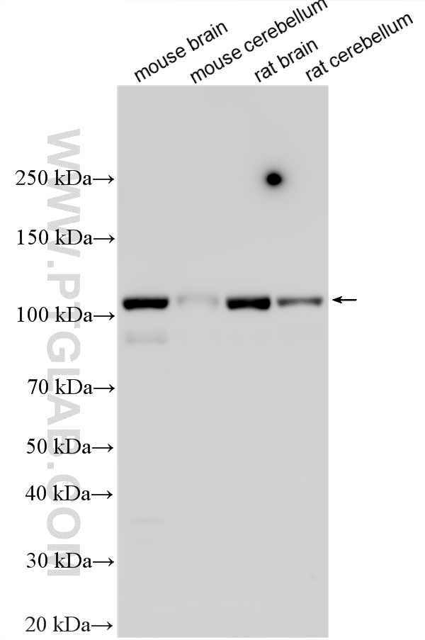 Various lysates were subjected to SDS PAGE followed by western blot with 19966-1-AP (KCNQ3 antibody) at dilution of 1:1000 incubated at room temperature for 1.5 hours. WB analysis using 19966-1-AP