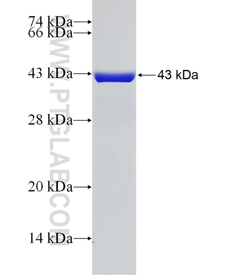 KCNQ3 fusion protein Ag20086 SDS-PAGE KCNQ3 fusion protein Ag20086 SDS-PAGE