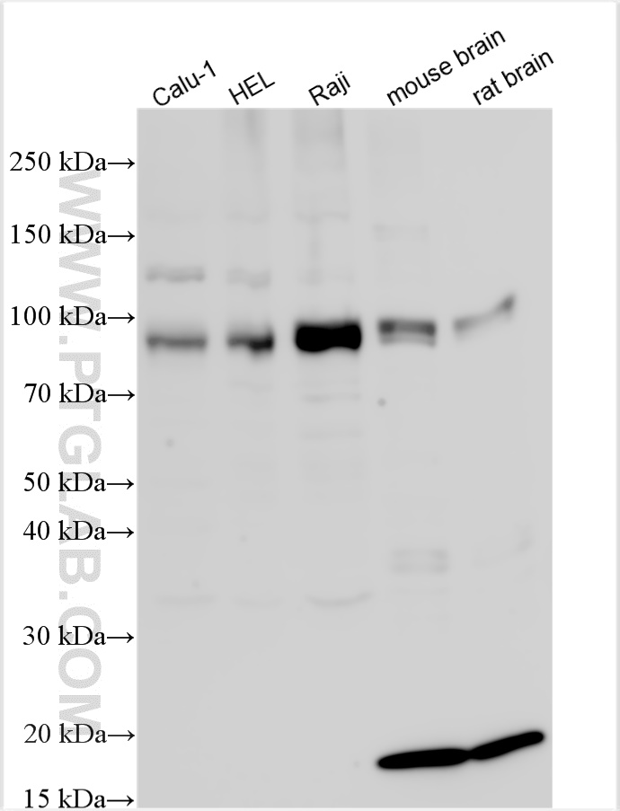 WB analysis using 28000-1-AP