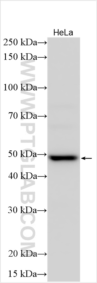 WB analysis of HeLa using 10092-1-AP