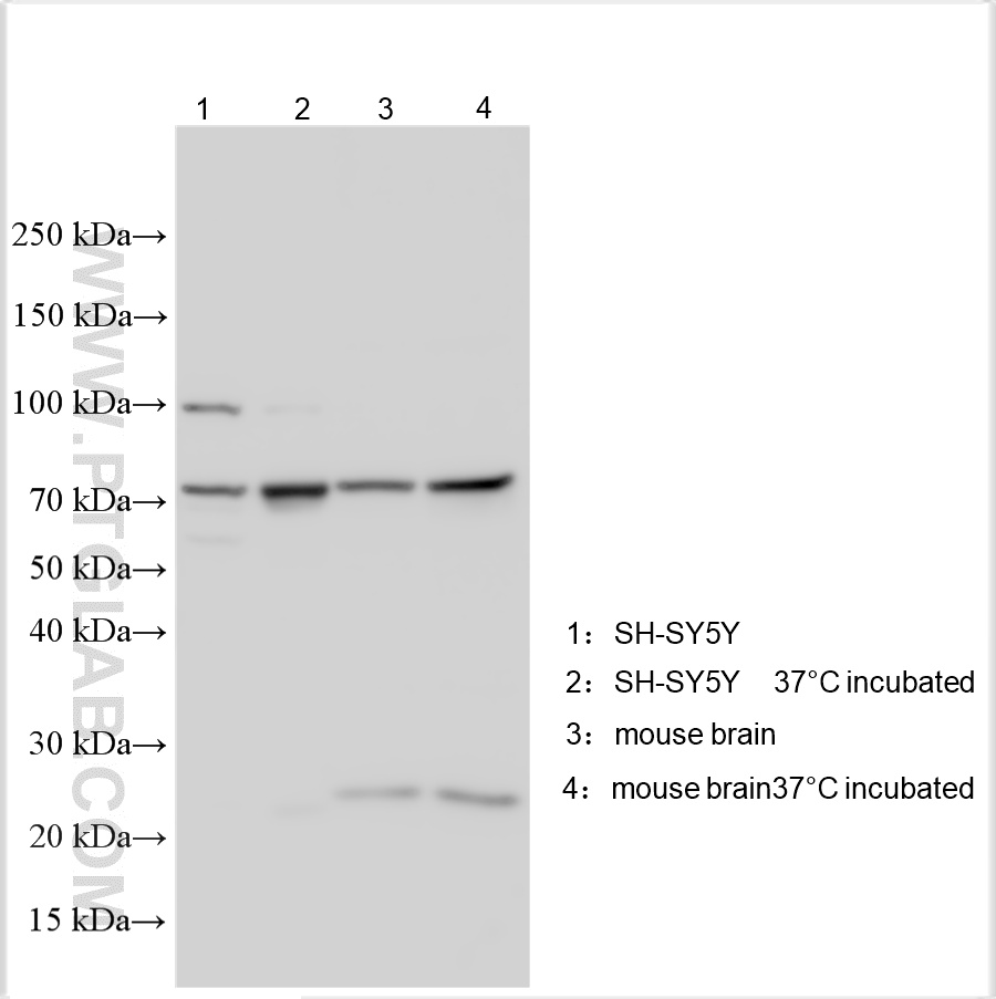 WB analysis using 12684-1-AP