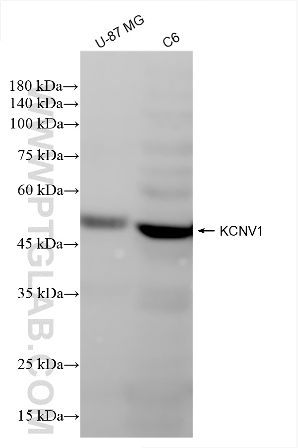 WB analysis using 85153-3-RR (same clone as 85153-3-PBS)