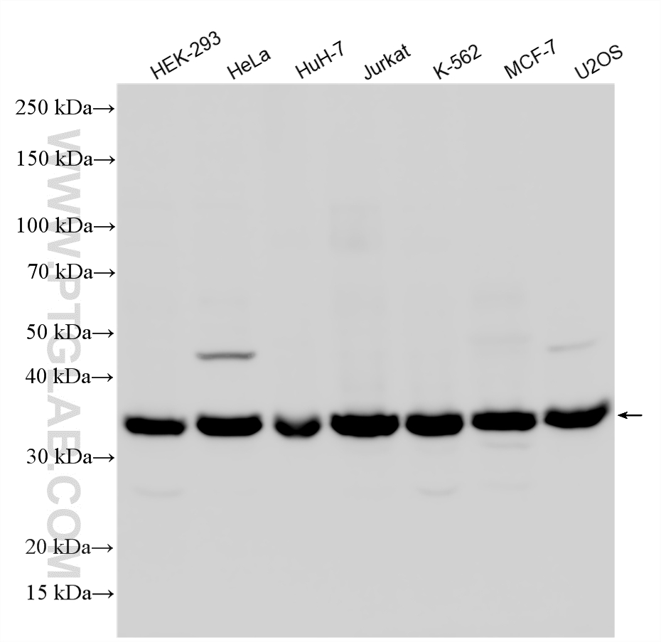 Various lysates were subjected to SDS PAGE followed by western blot with 27279-1-AP (KCTD10 antibody) at dilution of 1:2000 incubated at room temperature for 1.5 hours. WB analysis using 27279-1-AP