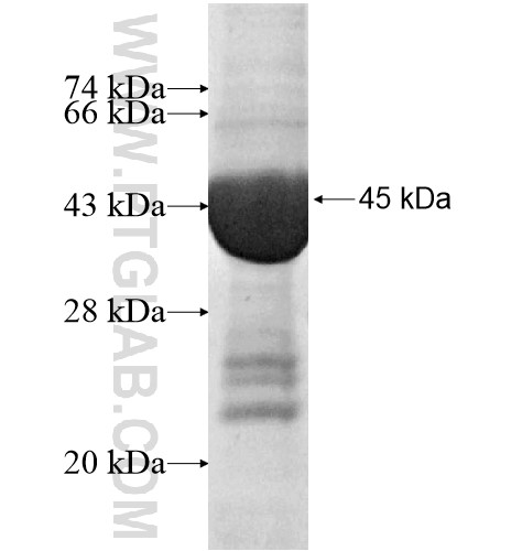 KCTD11 fusion protein Ag15586 SDS-PAGE KCTD11 fusion protein Ag15586 SDS-PAGE
