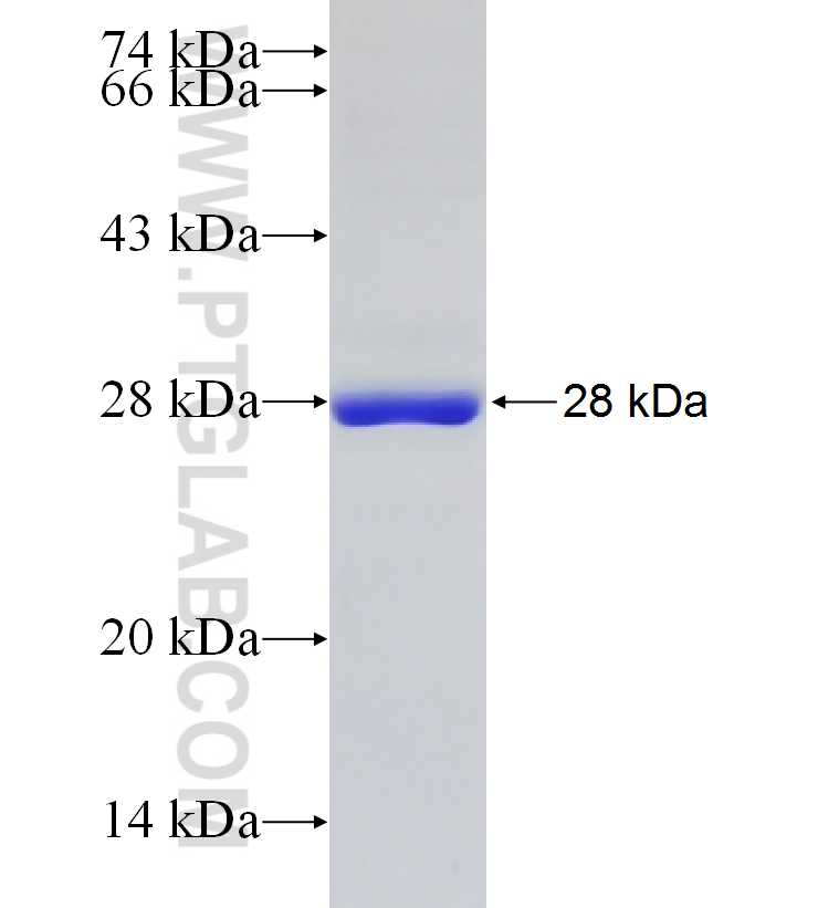 KCTD14 fusion protein Ag6863 SDS-PAGE KCTD14 fusion protein Ag6863 SDS-PAGE