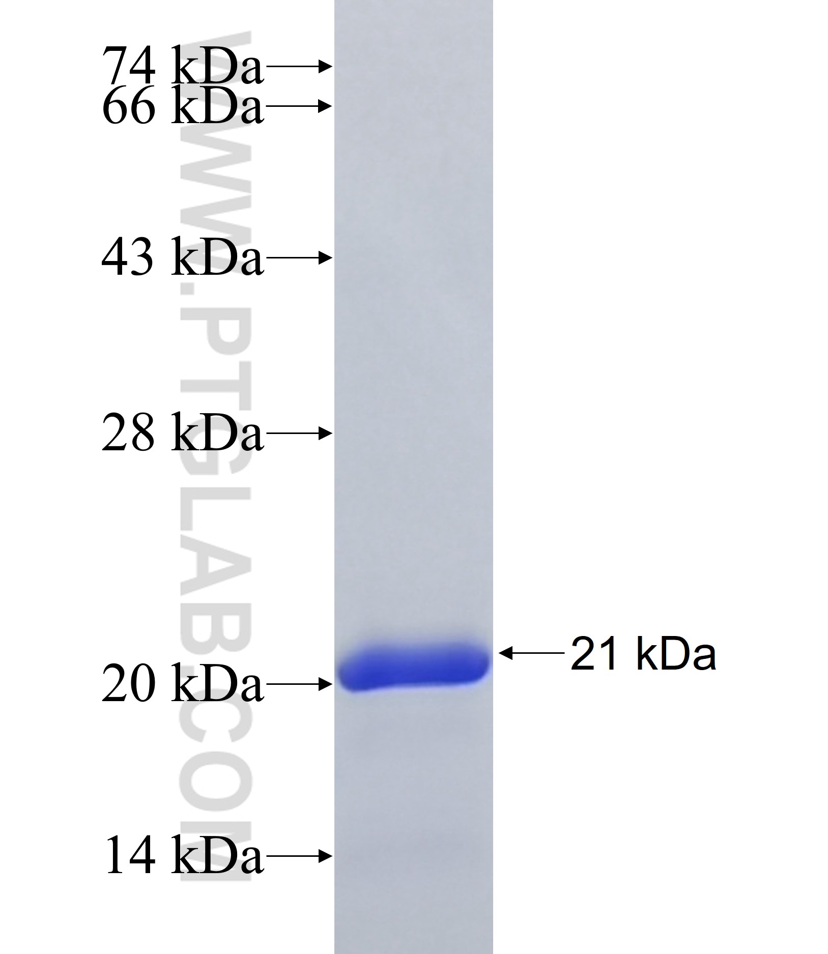KCTD20 fusion protein Ag36960 SDS-PAGE KCTD20 fusion protein Ag36960 SDS-PAGE