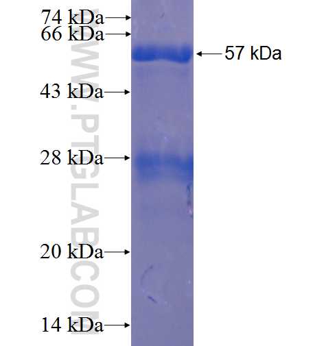 KCTD3 fusion protein Ag23211 SDS-PAGE