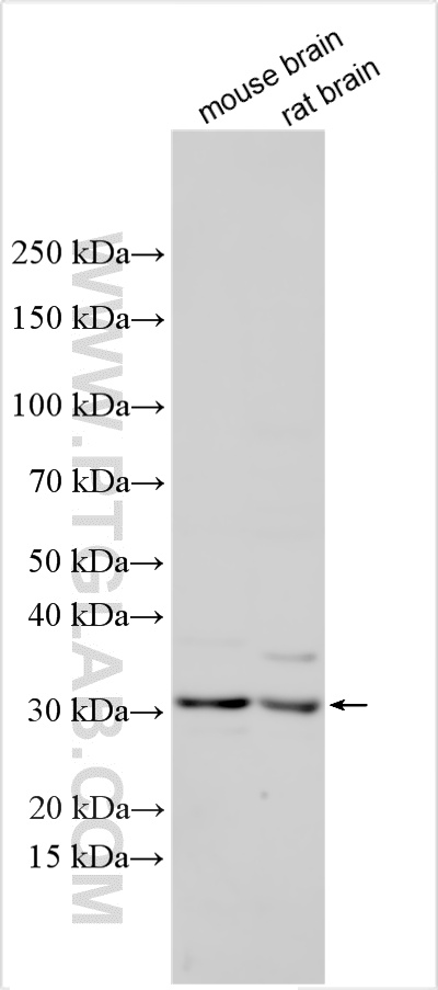 WB analysis using 32898-1-AP