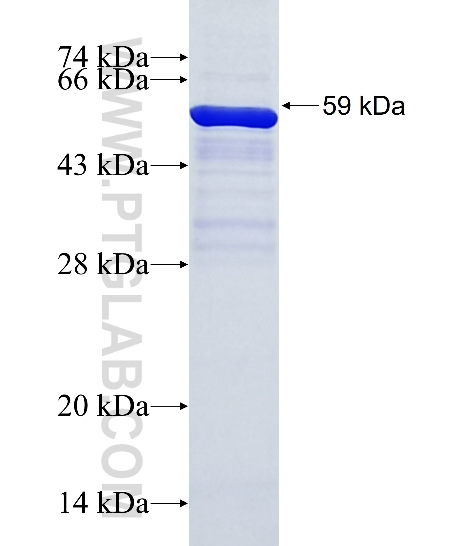 KCTD4 fusion protein Ag37112 SDS-PAGE KCTD4 fusion protein Ag37112 SDS-PAGE