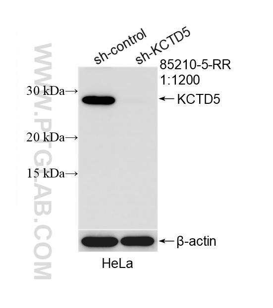 WB analysis of HeLa using 85210-5-RR WB analysis of HeLa using 85210-5-RR